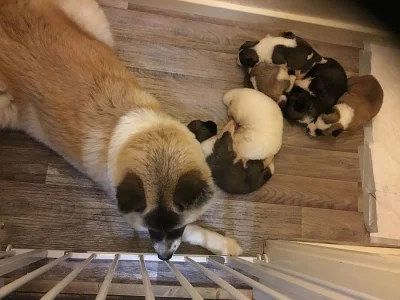 Shiba inu Štěňátka s pp